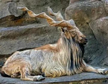 markhor