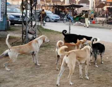 dog bite 1