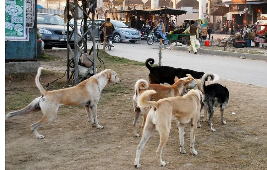 dog bite 1