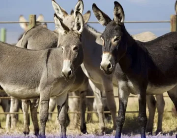 donkey
