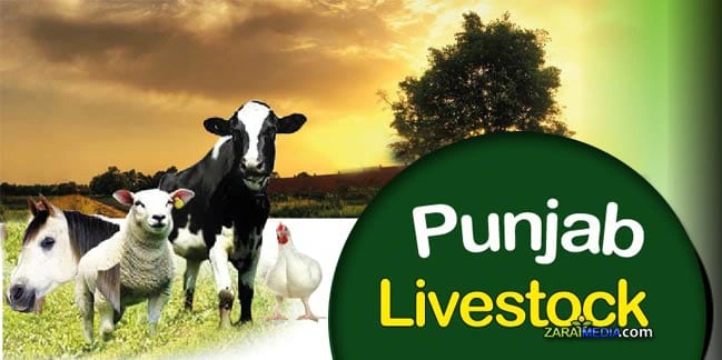 WhatsApp Image 2026 04 08 at 08.45.48